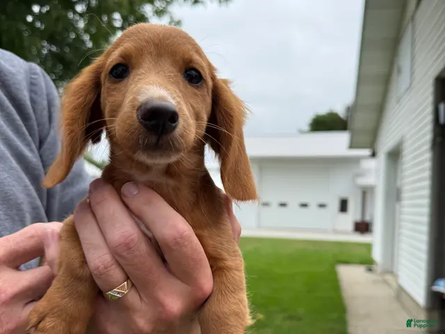 Miniature Dachshund dogs for sale: Ella - Ad 1