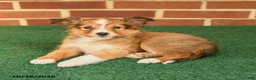 Shetland Sheepdog dogs for sale: Tessa - Ad 2