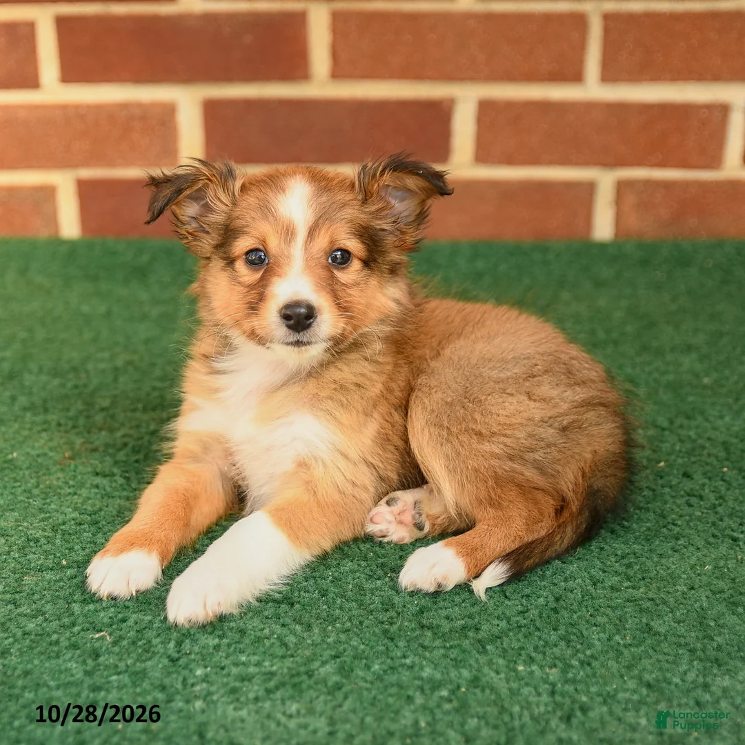 Shetland Sheepdog dogs for sale: Tessa - Ad 2