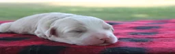 Mini Goldendoodle dogs for sale: Vinnie - Ad 4