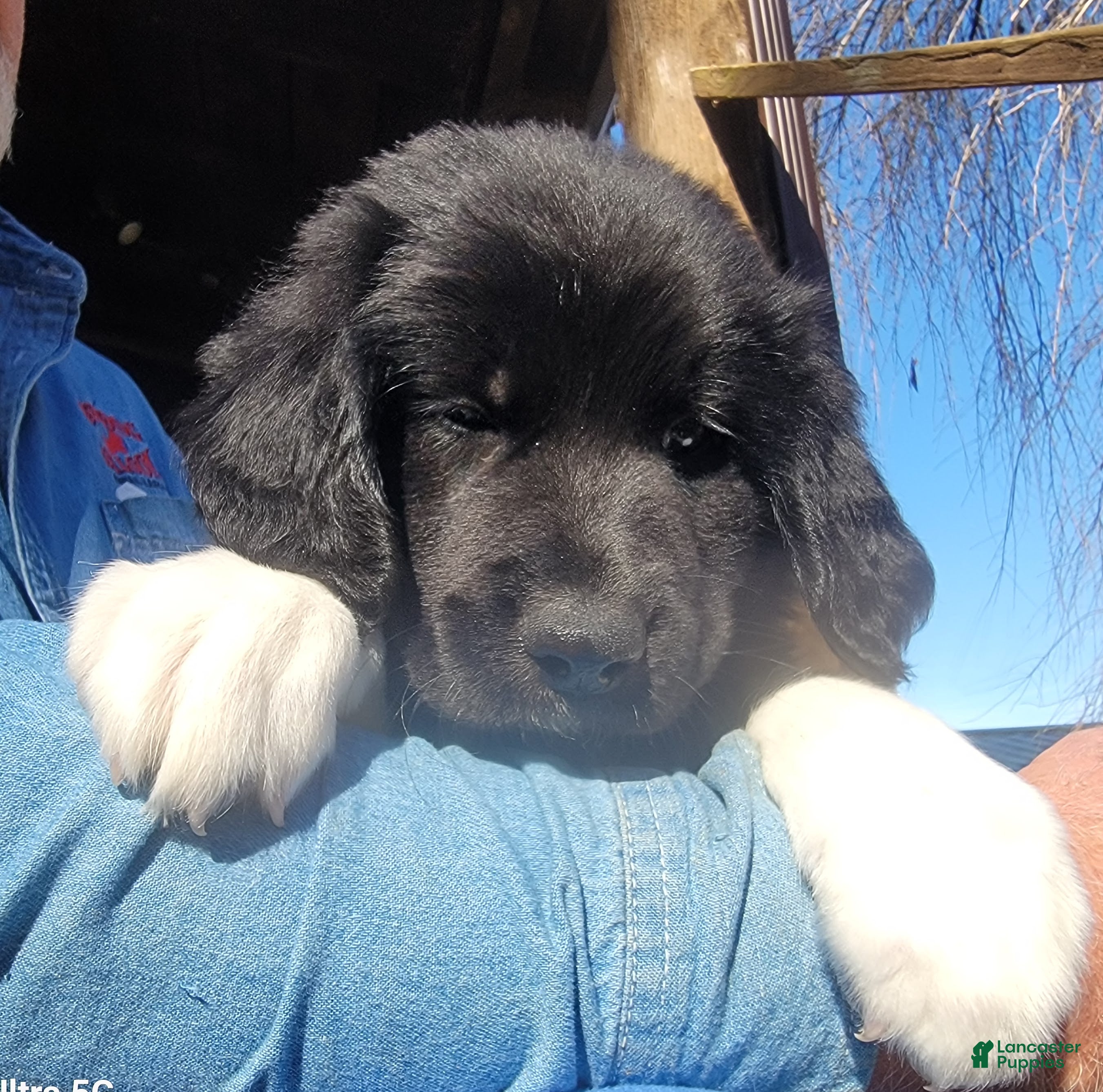 Mixed Breed dogs M5 - Male Great Bernadoodle Puppy - Ad 16