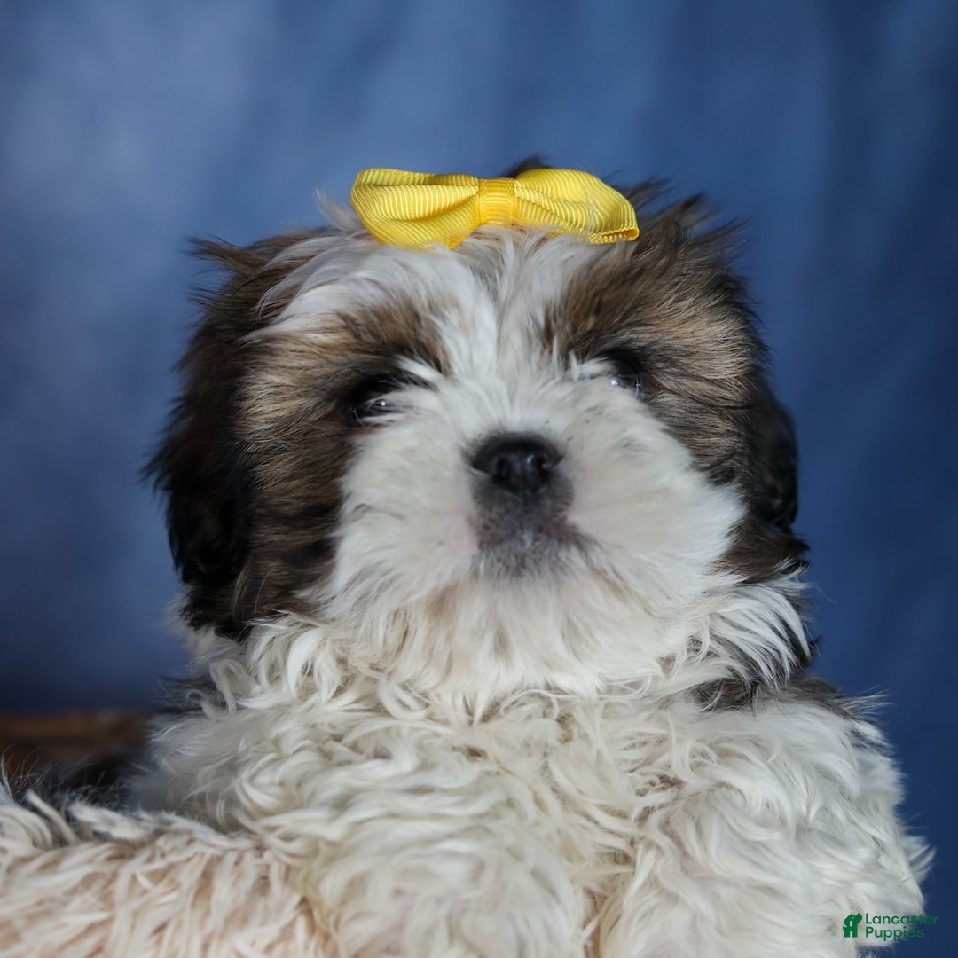 Shih Tzu dogs for sale: MICKEY - Ad 13