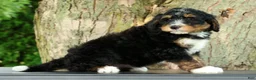Mini Bernedoodle dogs for sale: Rocket - Ad 6