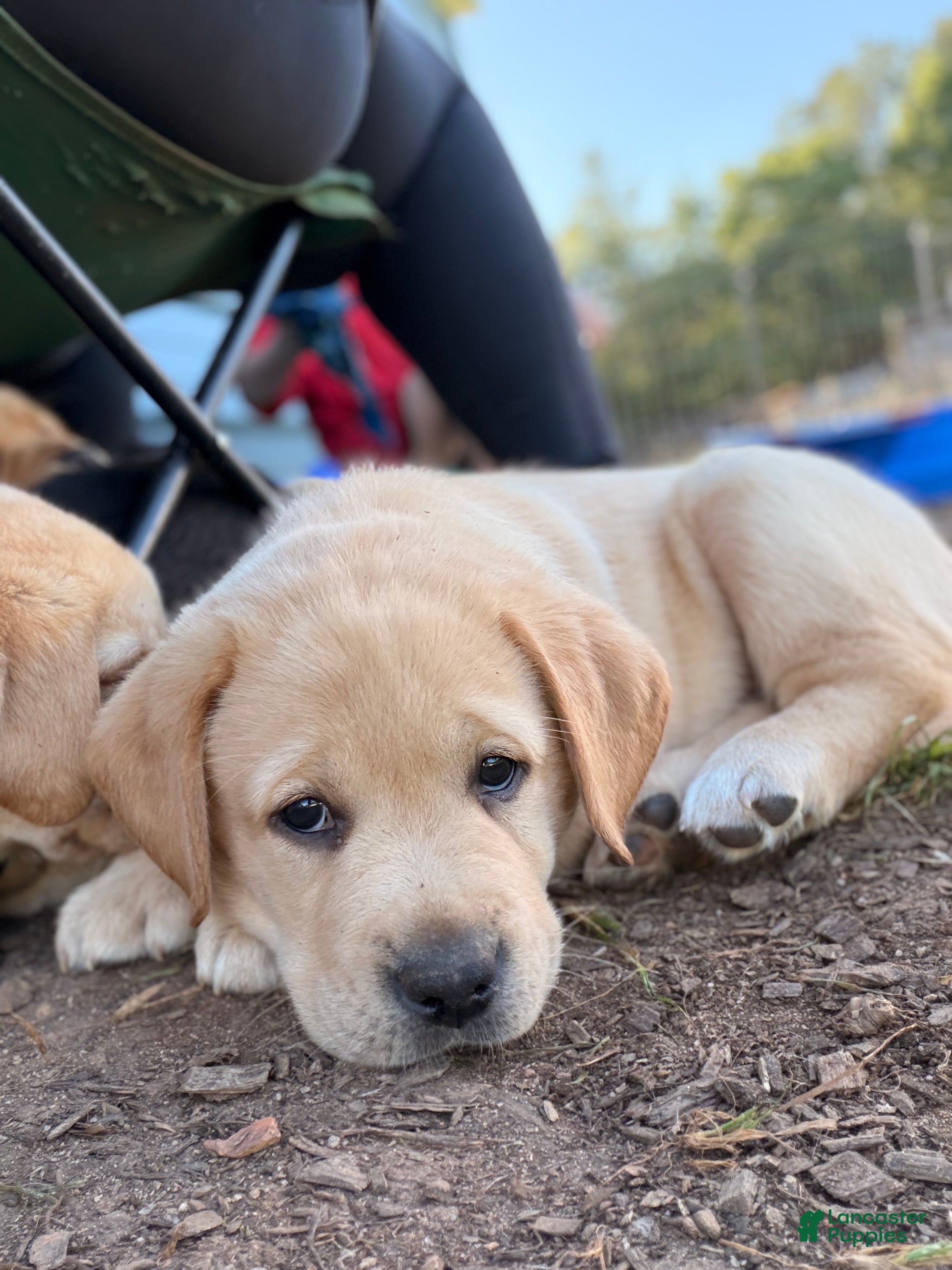 Labrador Retriever dogs for sale: Yellow collar  - Ad 4
