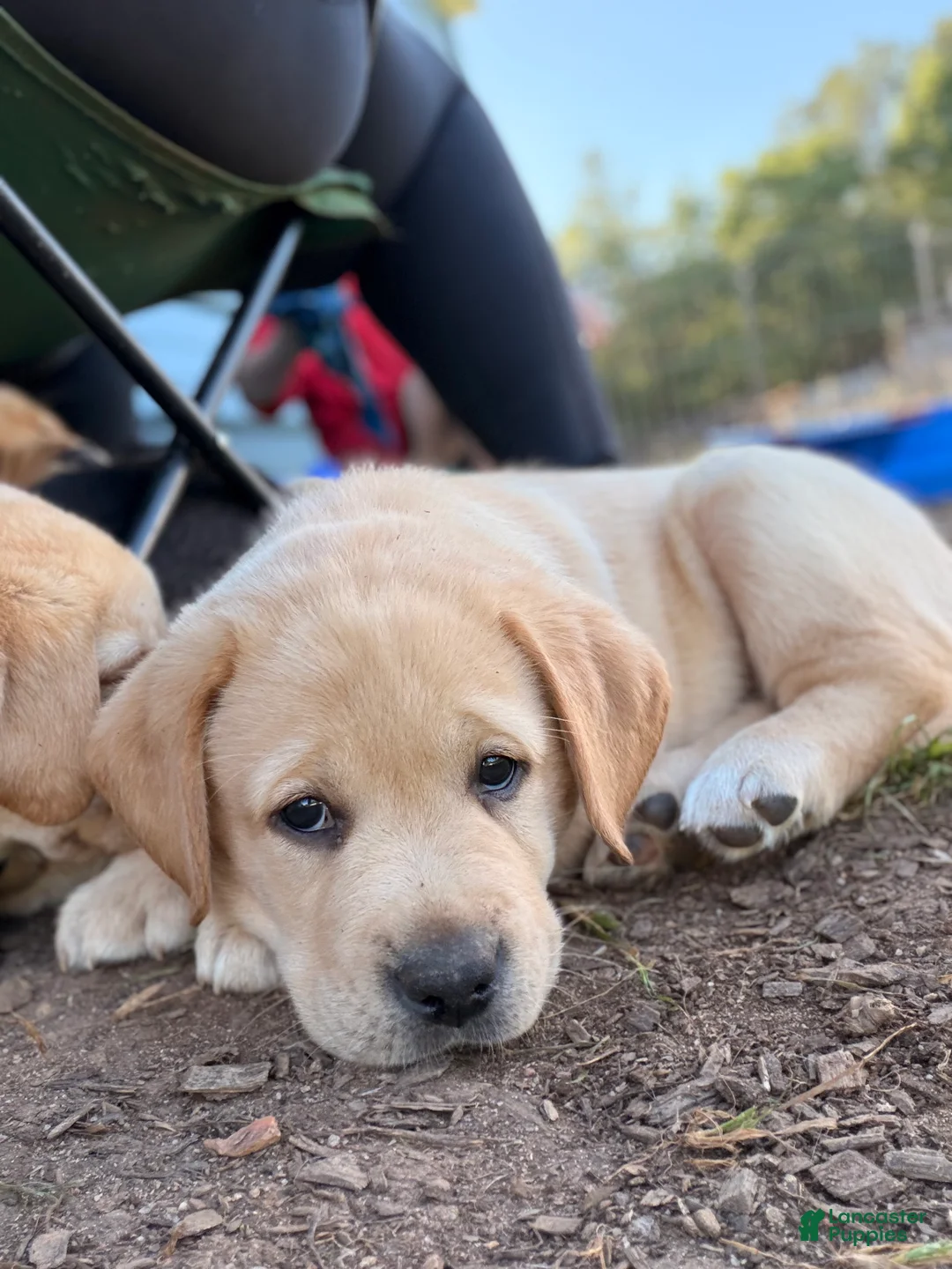 Labrador Retriever dogs for sale: Yellow collar  - Ad 1