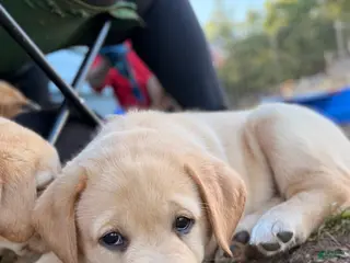 Labrador Retriever dogs for sale: Yellow collar - Ad 4