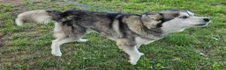 Mixed Breed dogs for sale: Sleepy - Ad 17