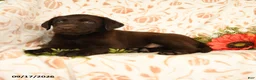 Labrador Retriever dogs for sale: Mindy - Ad 3