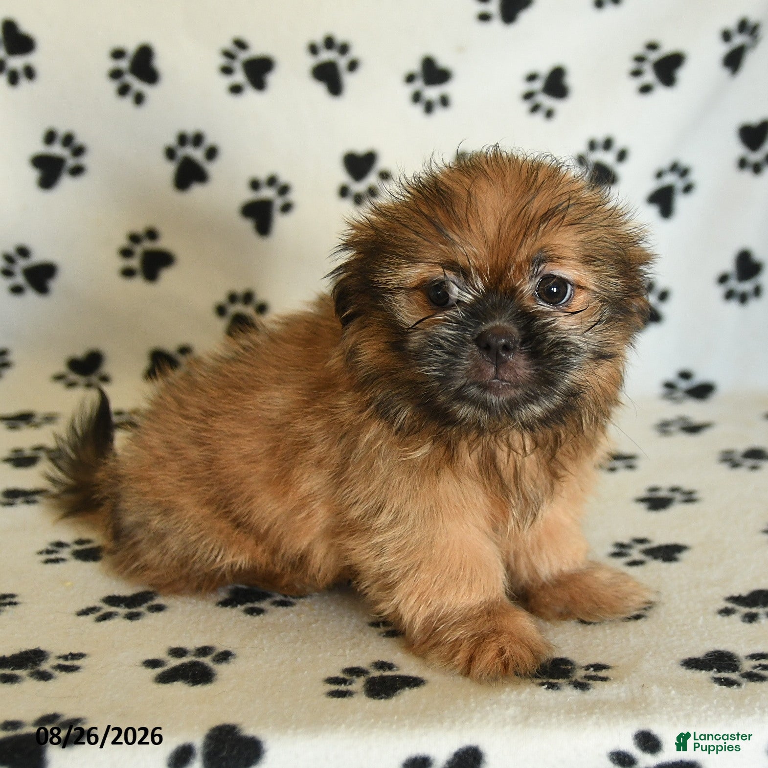 Shih Tzu dogs Zeke - Ad 1
