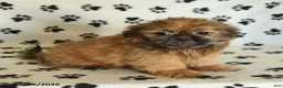 Shih Tzu dogs for sale: Zeke - Ad 1