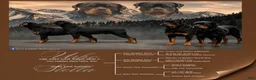 Rottweiler dogs for sale: Rottweiler 1 - Ad 4
