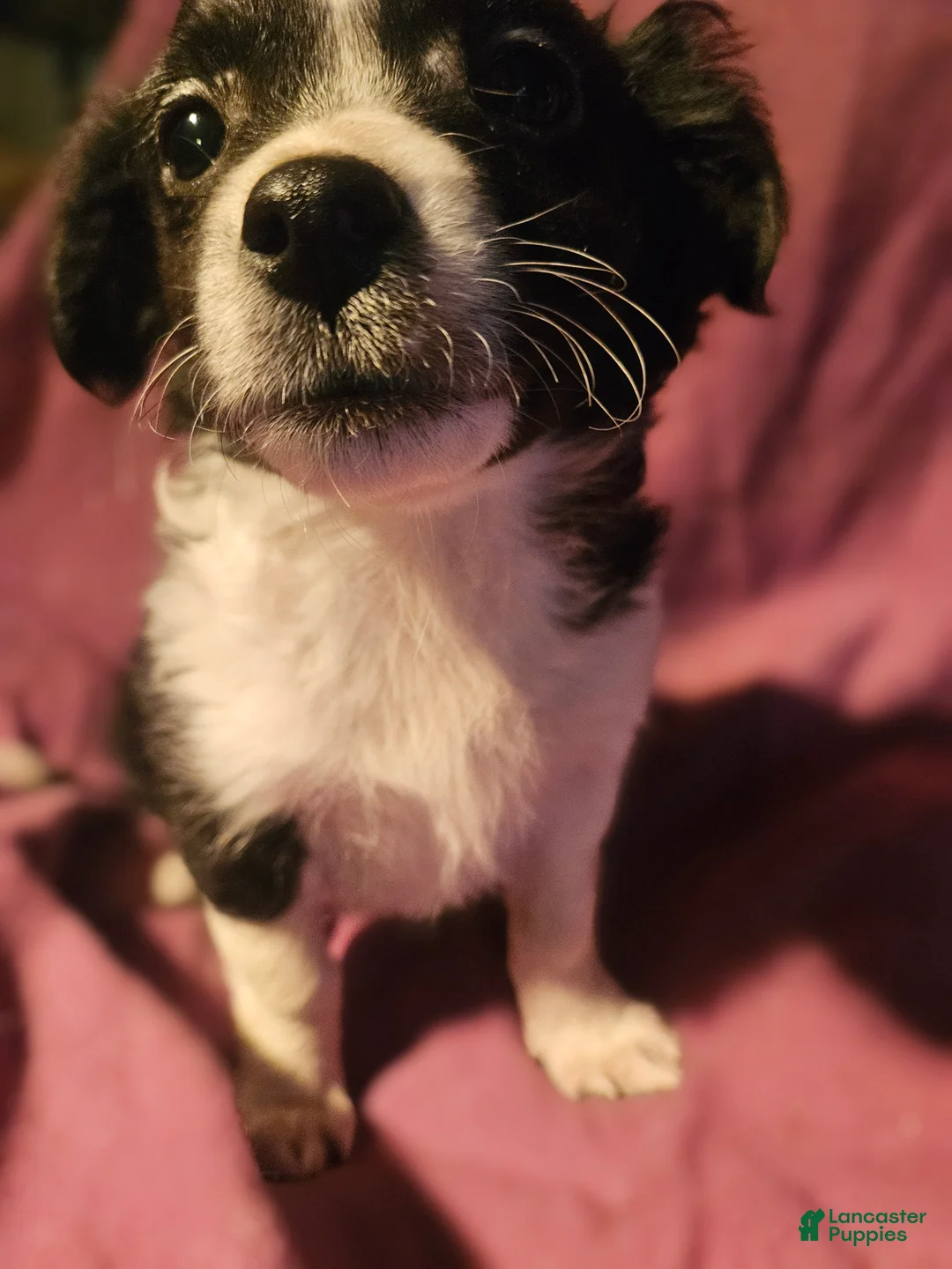 Chihuahua dogs for sale: Freddie (Small) - Ad 1