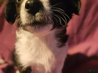 Chihuahua dogs Freddie (Small) - Ad 14