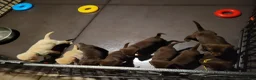 Labrador Retriever dogs for sale: Labrador Retriever Puppy 2 - Ad 15