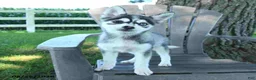 Pomsky dogs for sale: April - Ad 3