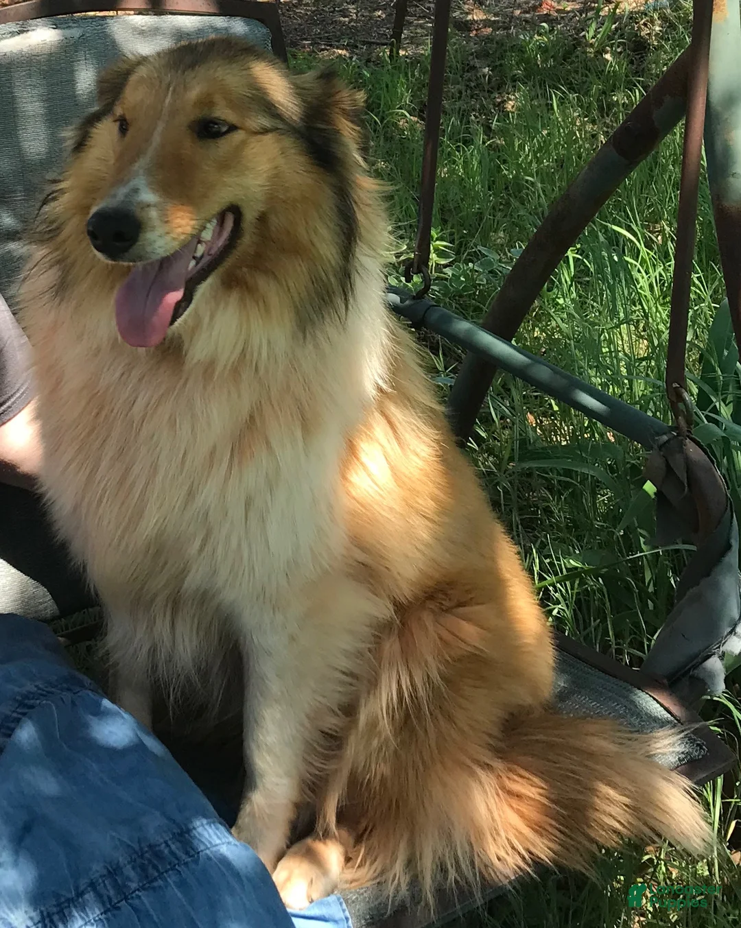 Collie dogs for sale: Crockett - Ad 15