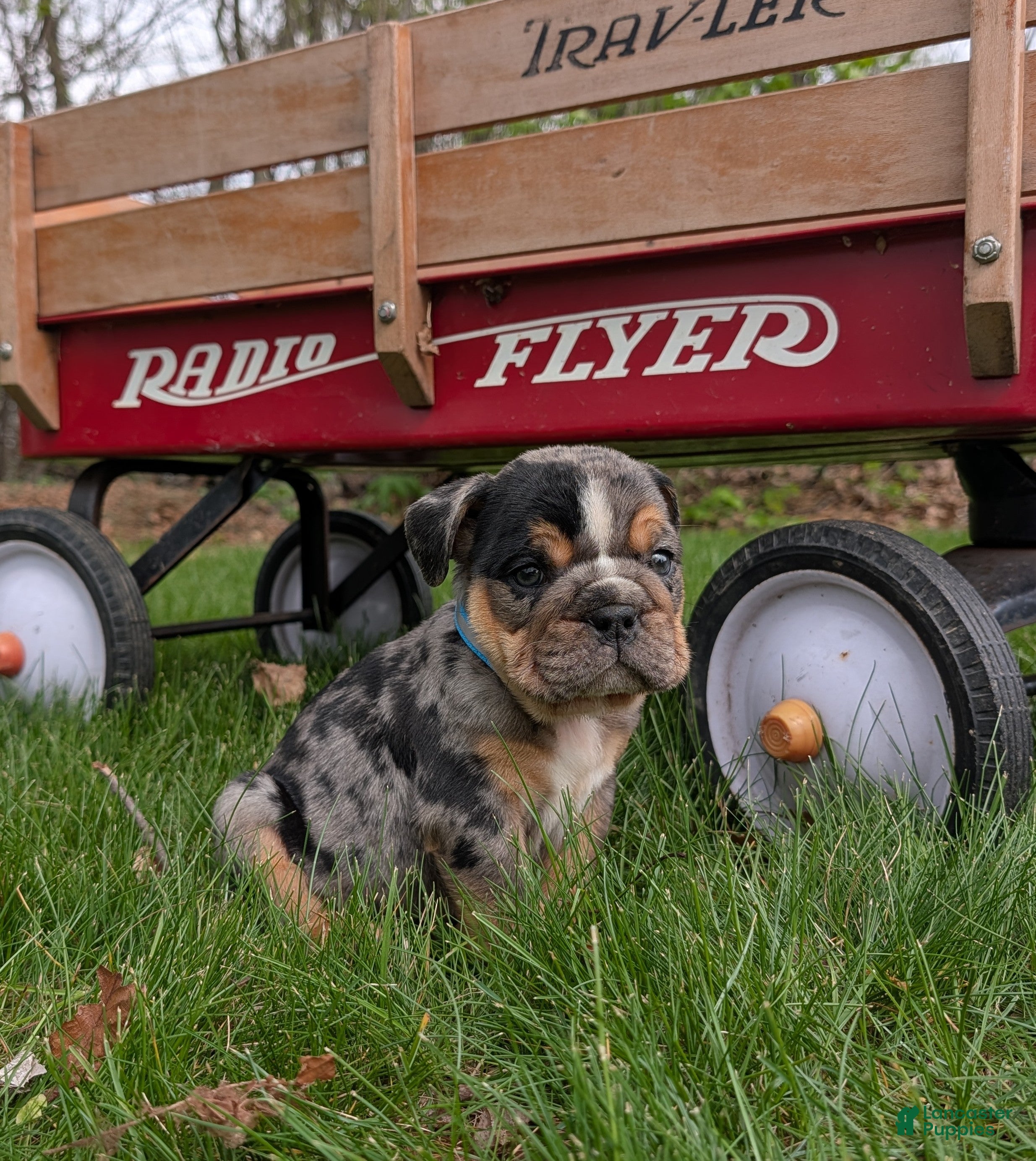 English Bulldog dogs Duke - Ad 2
