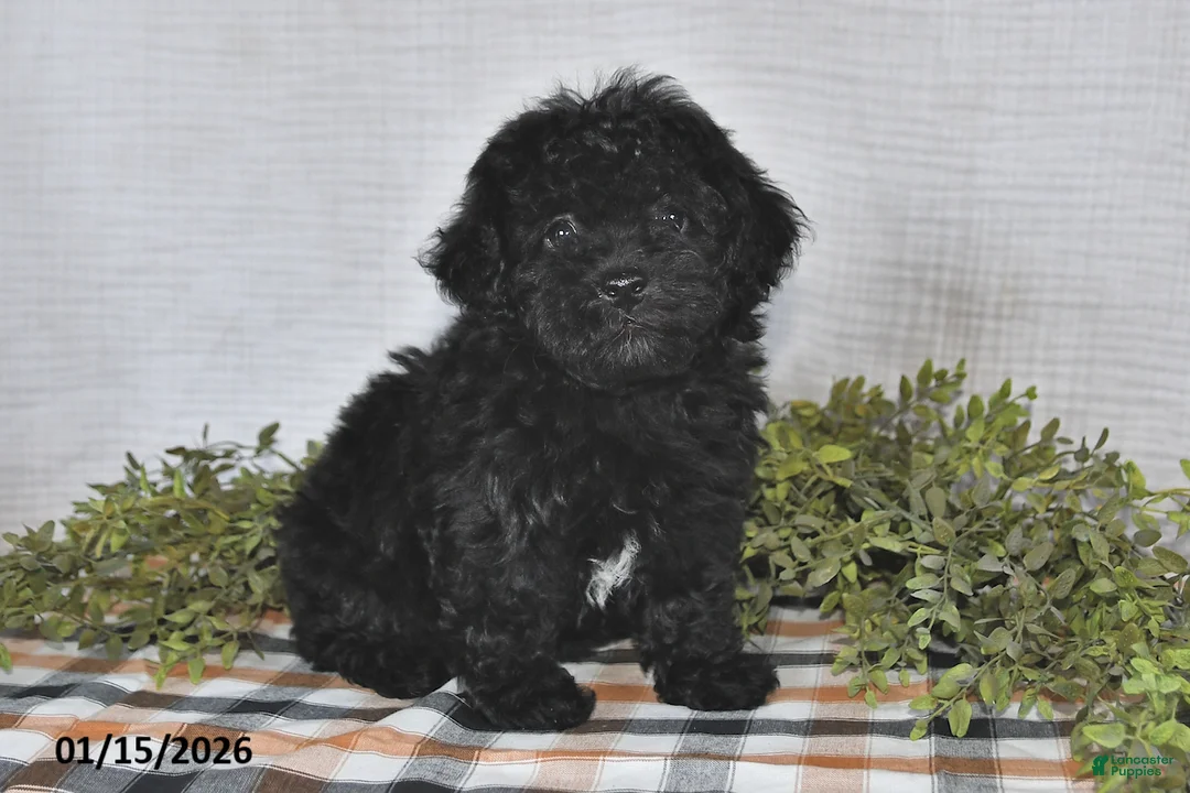 Havapoo dogs for sale: Midnight - Ad 2