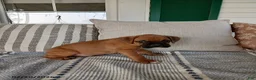 Boxer dogs for sale: Tanker - Ad 6