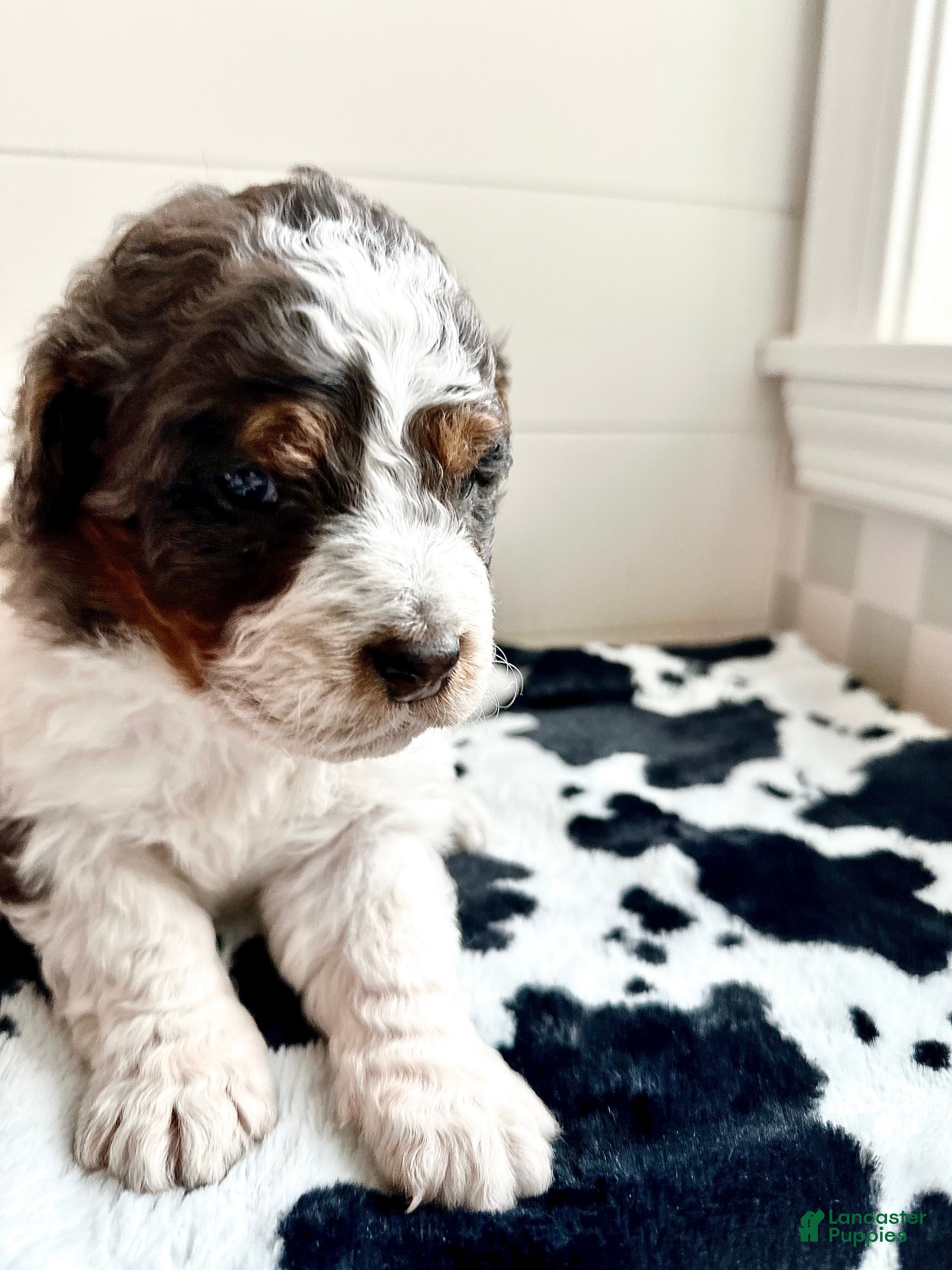 Bernedoodle dogs Otter - Ad 2