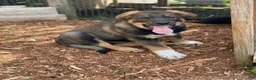 Mixed Breed dogs for sale: Mixed Breed Puppy 7 - Ad 1