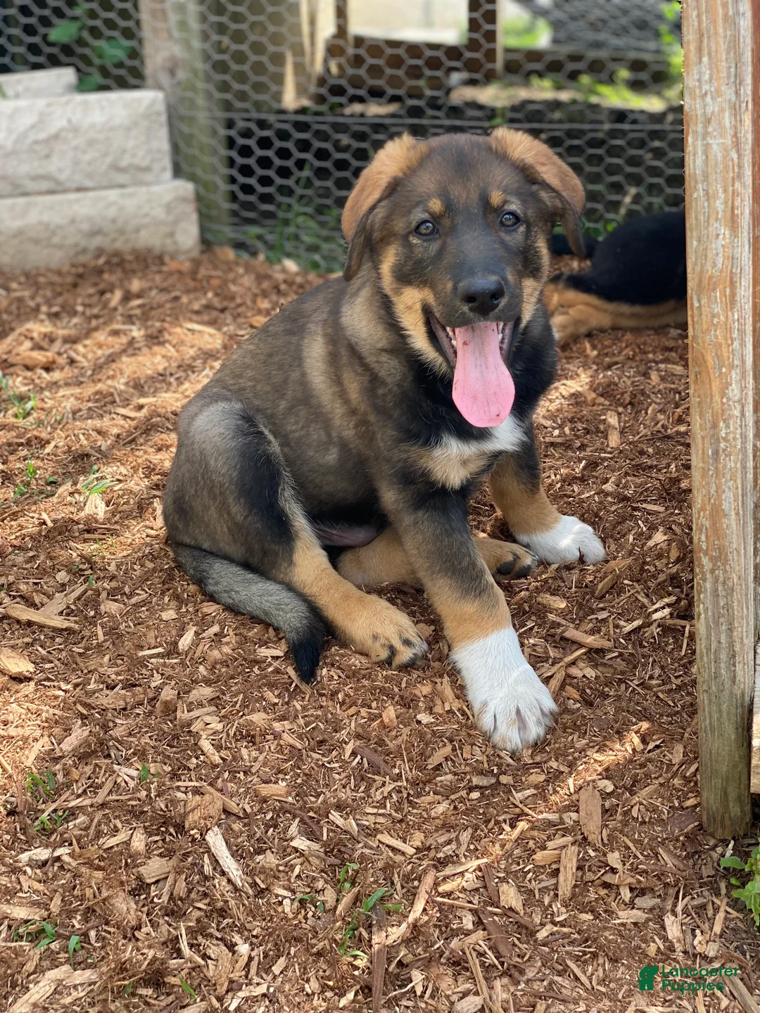 Mixed Breed dogs for sale: Mixed Breed Puppy 7 - Ad 1