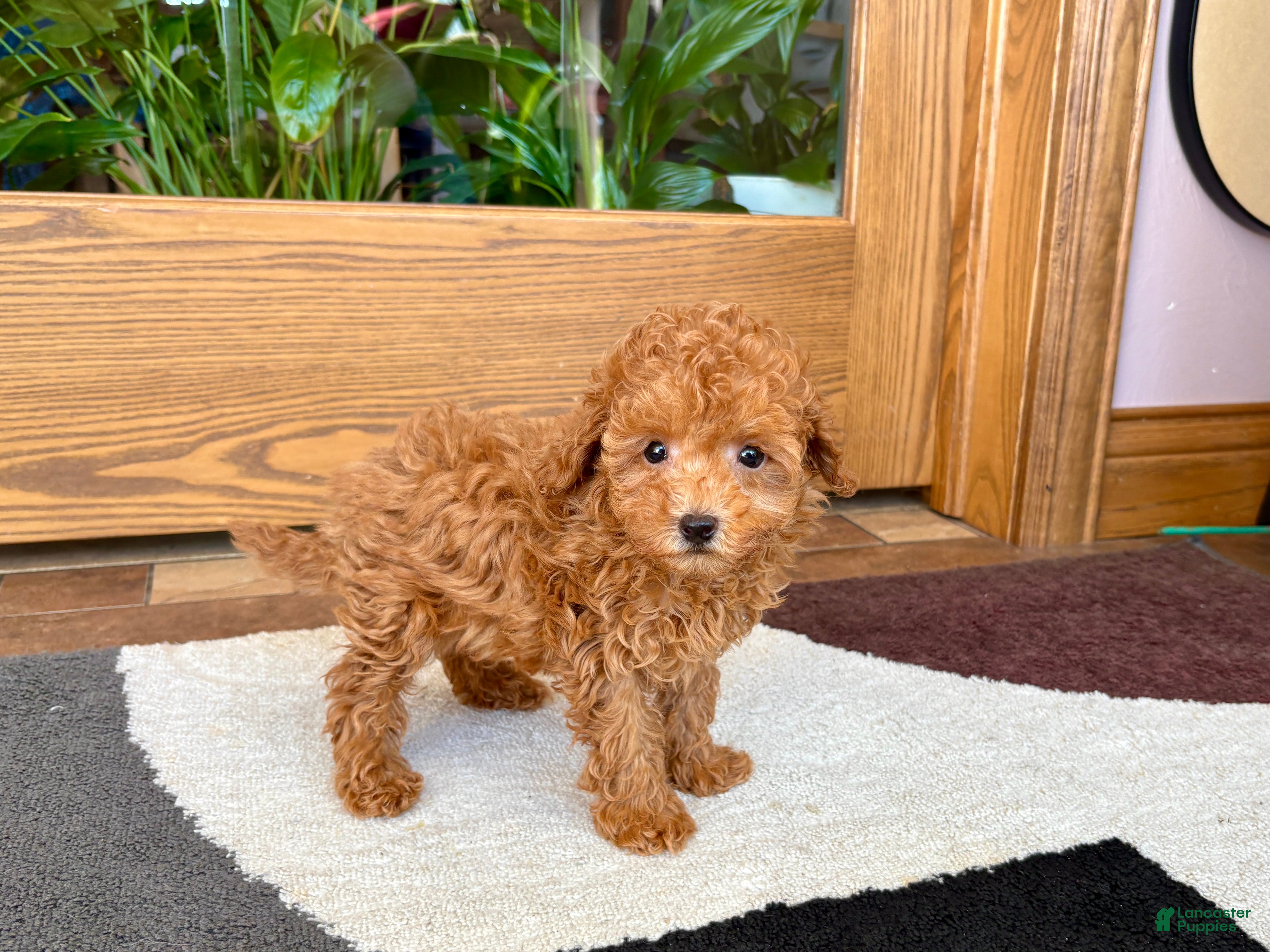 Maltipoo dogs for sale: Carrie - Ad 8