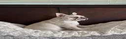 French Bulldog dogs for sale: Storm - Ad 5