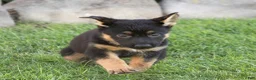 German Shepherd dogs for sale: Sadie German Shepherd  - Ad 4