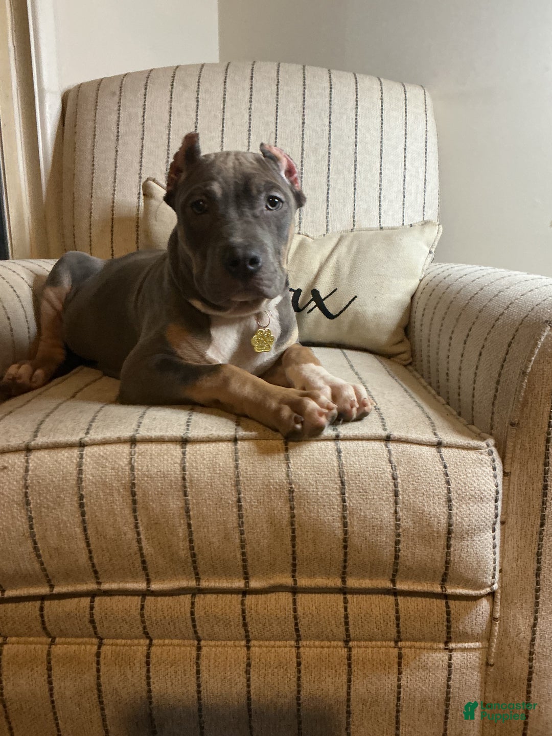 American Bully dogs for sale: Pablo - Ad 1