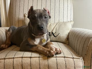 American Bully dogs Pablo - Ad 3