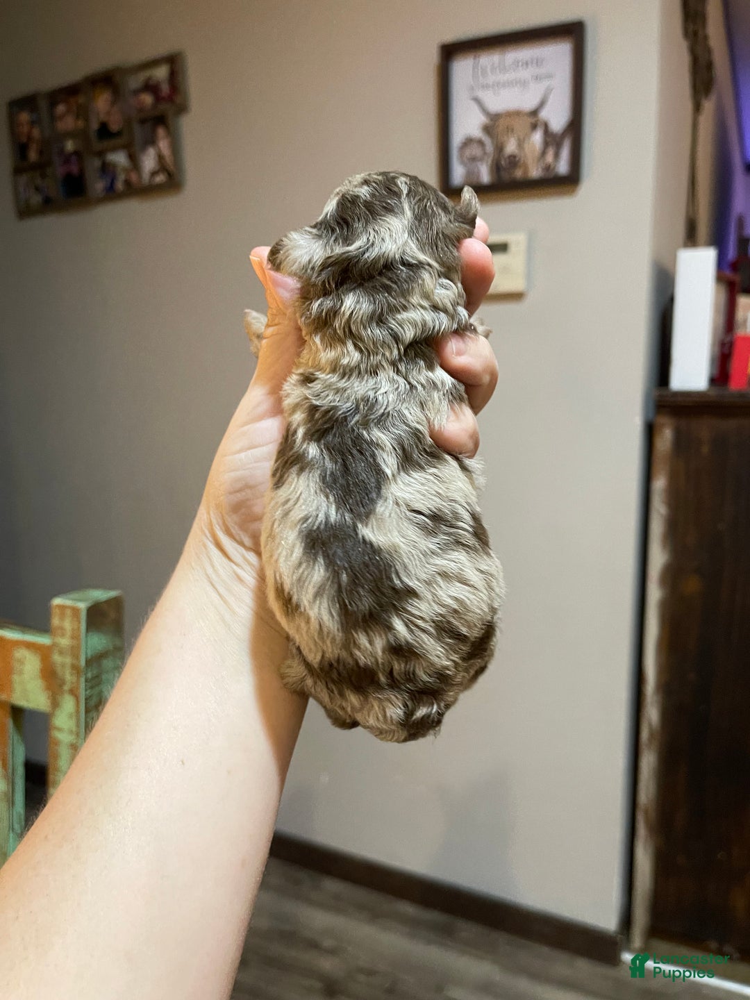 Miniature Poodle dogs for sale: Miniature Poodle Puppy 1 - Ad 40