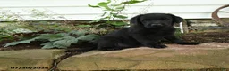 Labrador Retriever dogs for sale: Maverick - Ad 3