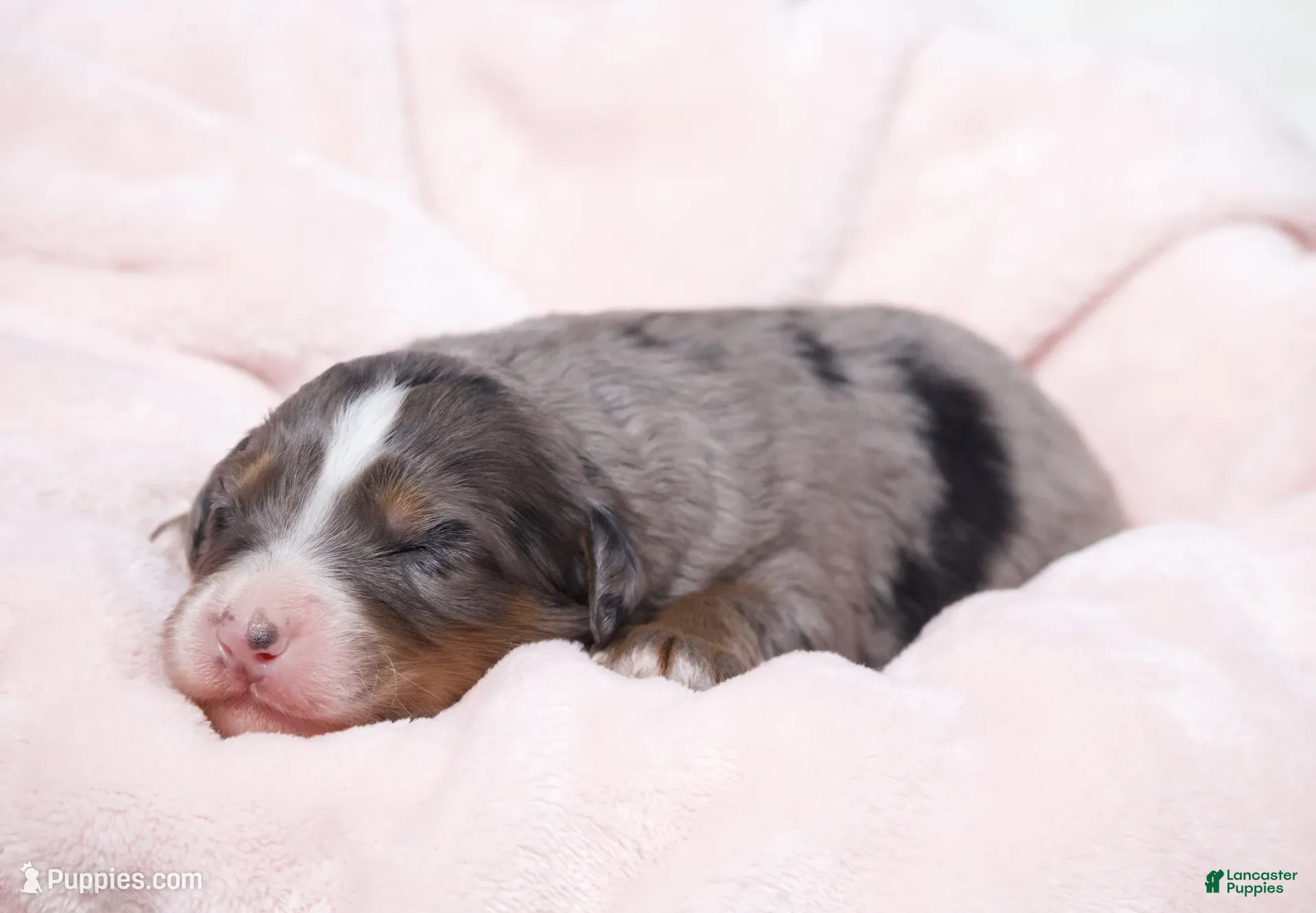 Mini Bernedoodle dogs for sale: Jewel  - Ad 2