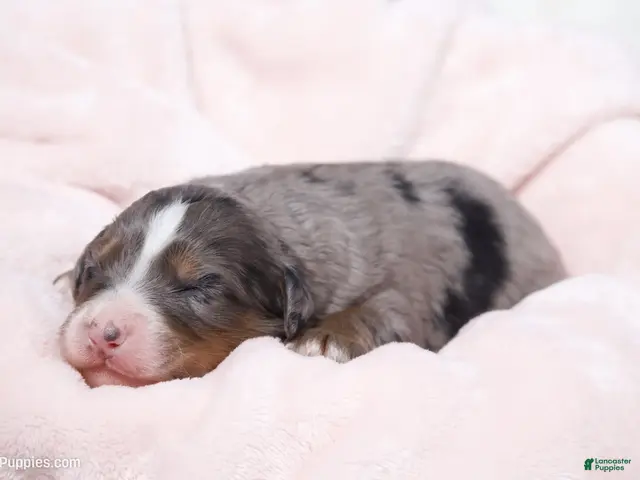 Mini Bernedoodle dogs for sale: Jewel - Ad 2