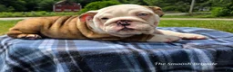 English Bulldog dogs for sale: Merle Female - Ad 6