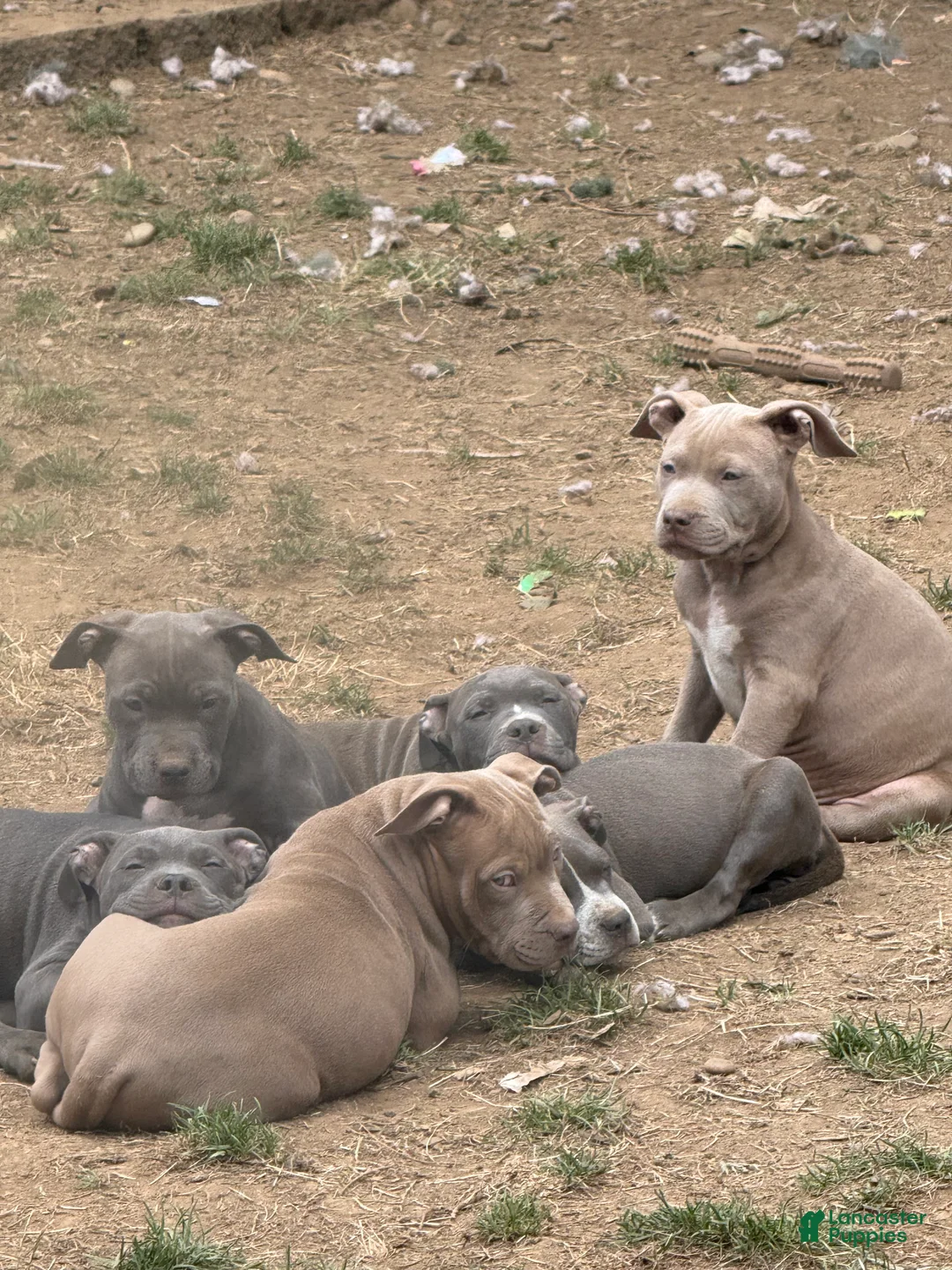 American Bully dogs for sale: Sky - Ad 1
