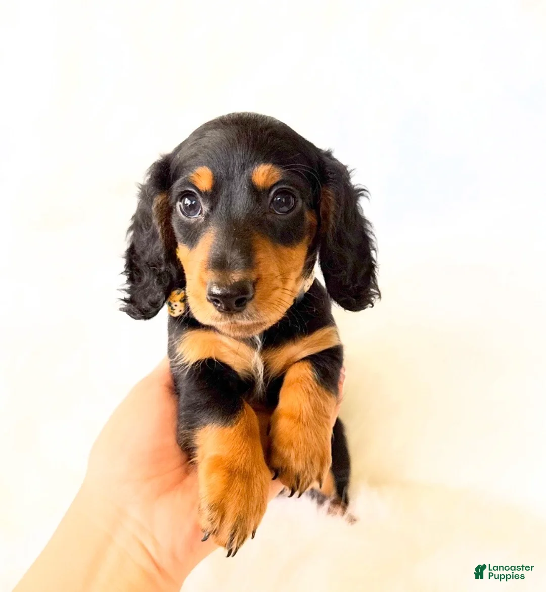 Miniature Dachshund dogs for sale: AKC Badger - Ad 1