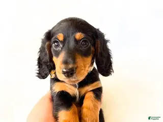 Miniature Dachshund dogs AKC Badger - Ad 8