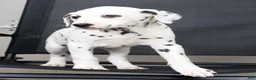 Dalmatian dogs for sale: Ollie - Ad 8