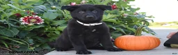 German Shepherd dogs for sale: Tammy - Ad 1
