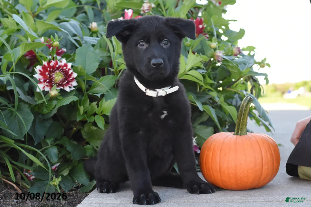 German Shepherd dogs for sale: Tammy - Ad 1