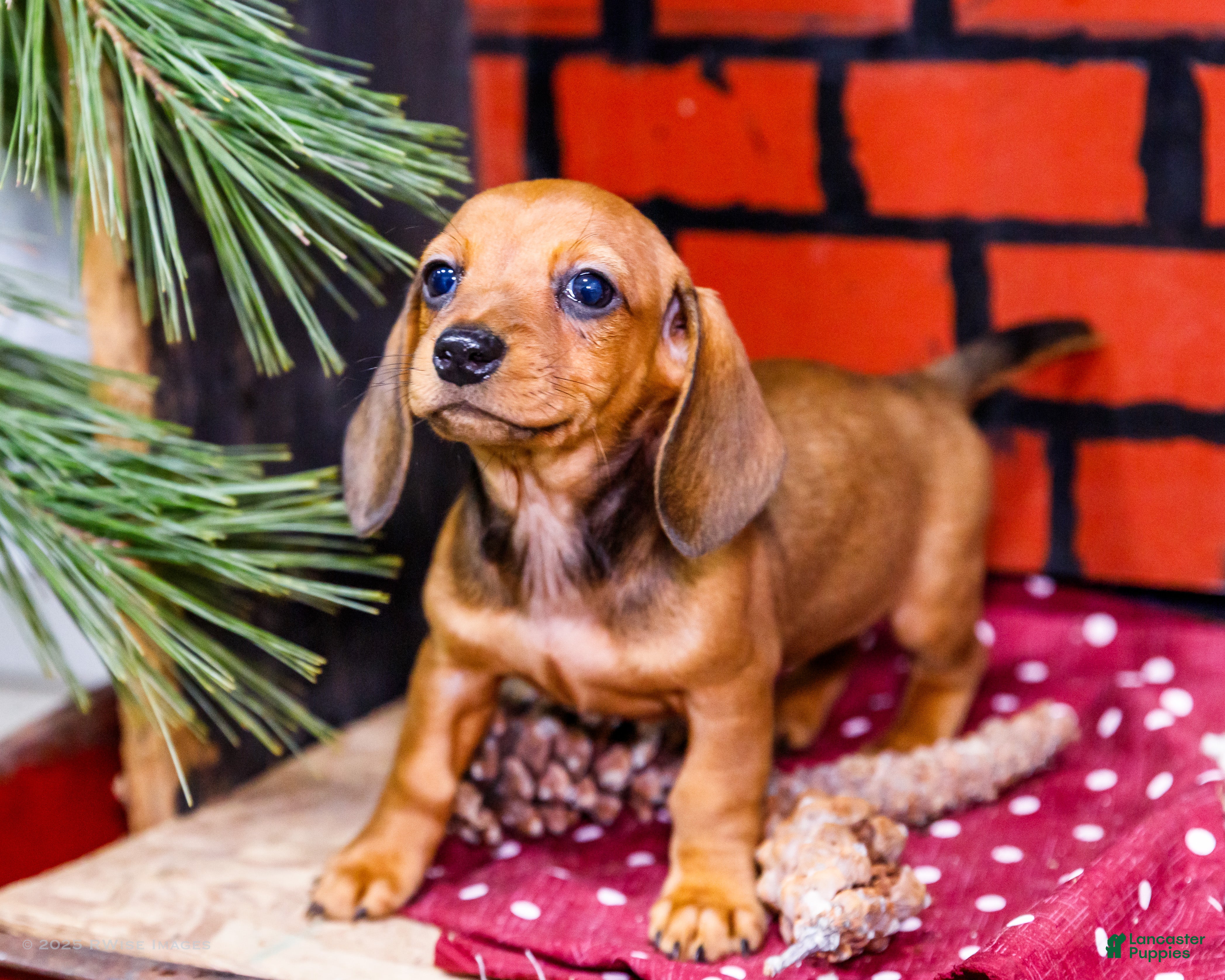 Miniature Dachshund dogs Willow - Ad 28