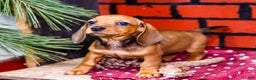 Miniature Dachshund dogs for sale: Willow - Ad 1