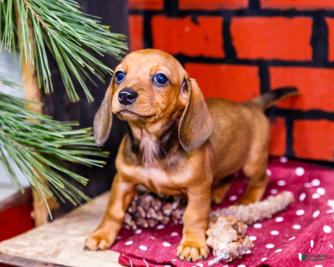 Miniature Dachshund dogs for sale: Willow - Ad 1