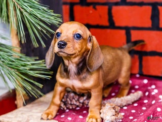 Miniature Dachshund dogs Willow - Ad 28