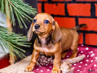 Miniature Dachshund dogs Willow - Ad 31