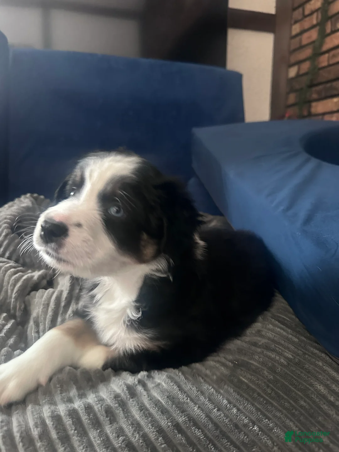 Australian Shepherd dogs for sale: Rocky - Ad 2