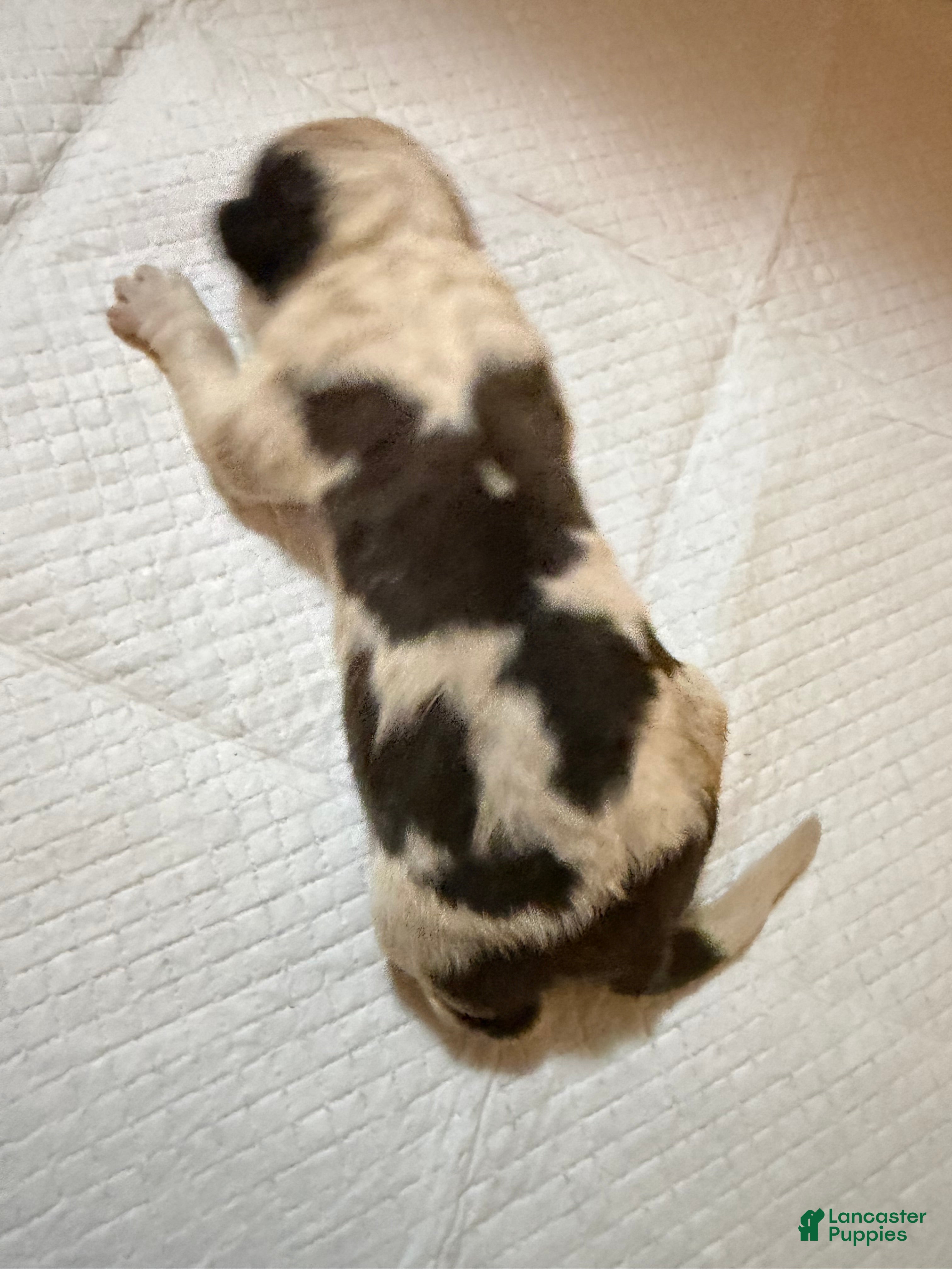 Saint Bernard dogs Boy 5 - Ad 12