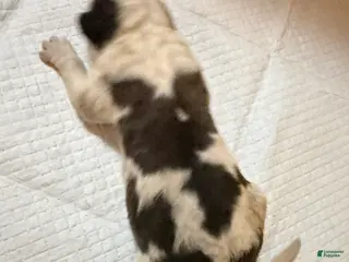 Saint Bernard dogs Boy 5 - Ad 13